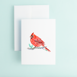 Taylor Paladino - Red Cardinal