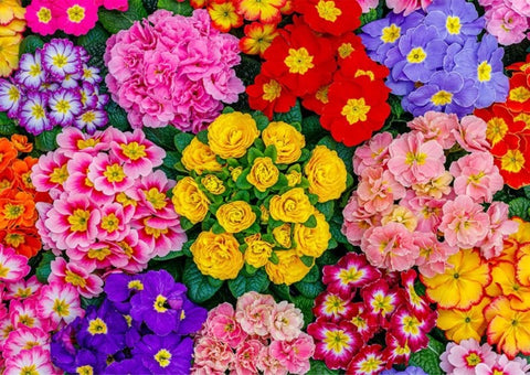 Blooming Flowers Puzzle